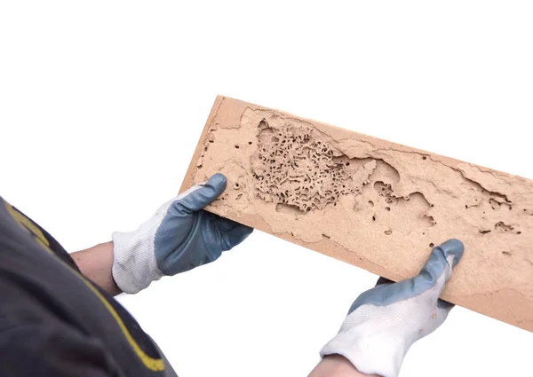 Hand Eines Tischlers Zeigt Auf Eine Holzplanke Die Von Termiten — Stockfoto
