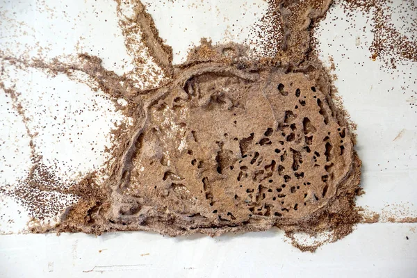 Una Tavola Legno Distrutta Dalle Termiti — Foto Stock