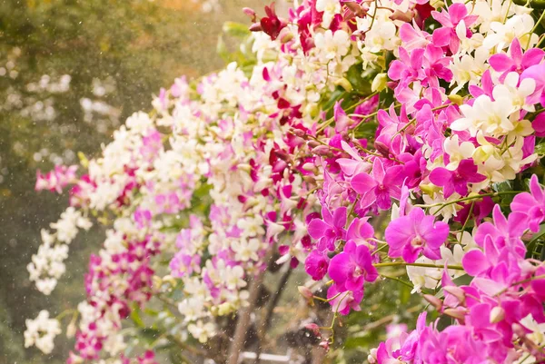 Grande Grupo Orquídeas Coloridas — Fotografia de Stock