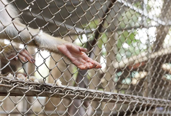 Macaco Estendendo Mão Para Fora Uma Gaiola Conceito Direitos Dos — Fotografia de Stock