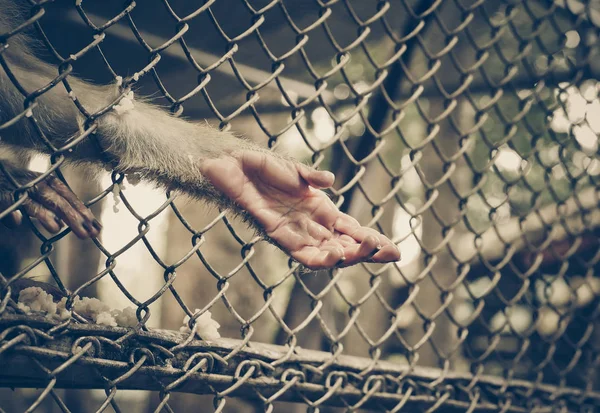 Monkey reaching its hand out from a cage / Animal rights concept