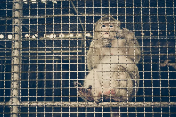 Monkey feeling sad in the cage / Animal rights concept