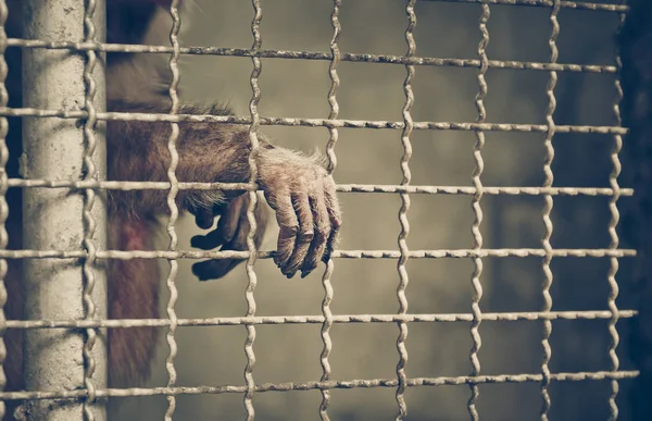 Macaco Estendendo Mão Para Fora Uma Gaiola Conceito Direitos Dos — Fotografia de Stock