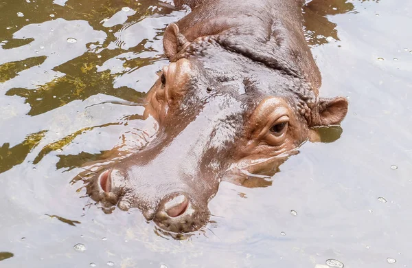 Nijlpaard Het Water — Stockfoto