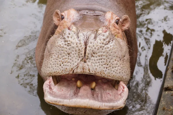 Hippopotame Dans Eau — Photo