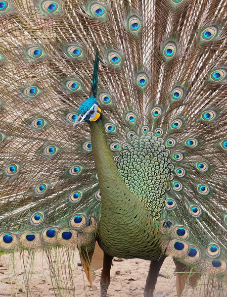 Peacock Showing Beautiful Feathers — Stock Photo, Image