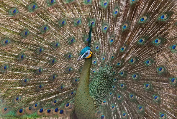 Güzel Tüyleri Gösterilen Tavus Kuşu — Stok fotoğraf