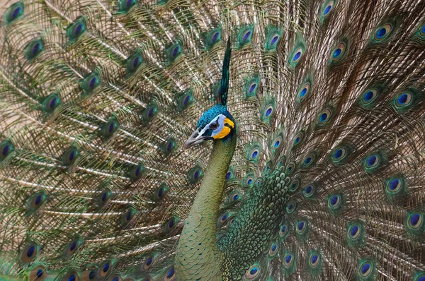 Güzel Tüyleri Gösterilen Tavus Kuşu — Stok fotoğraf