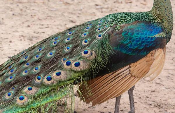 Closeup Eacock Showing Beautiful Feathers — Stock Photo, Image