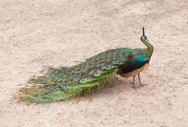 Peacock Showing Beautiful Feathers — Stock Photo, Image