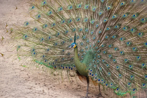 Peacock Showing Beautiful Feathers — Stock Photo, Image