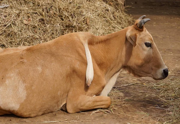 Una Vaca Con Una Pierna Extra Espalda Animal Nacido Con —  Fotos de Stock