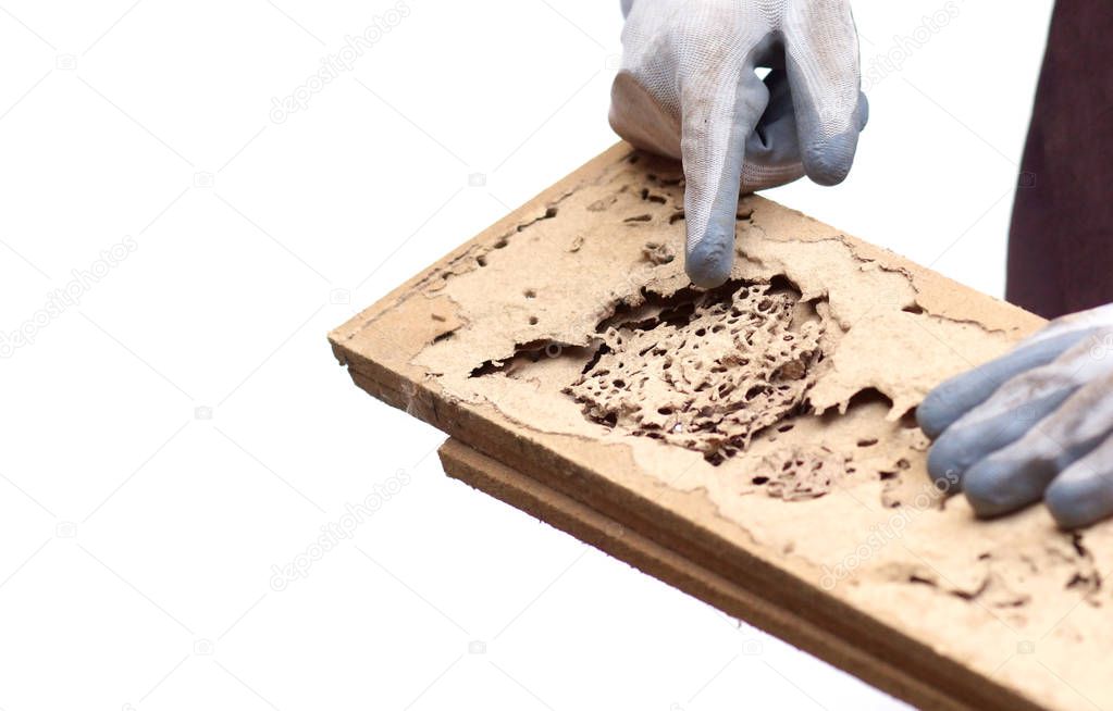 Hand of a carpenter pointing at a wood plank destroyed by termites isolated on white                              