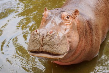 Sudaki su aygırları