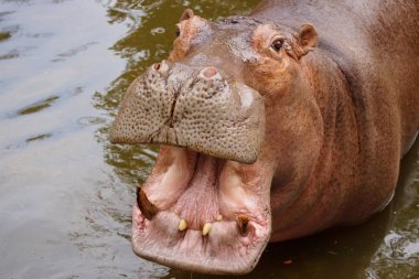 Ağzını açmadan su su aygırı