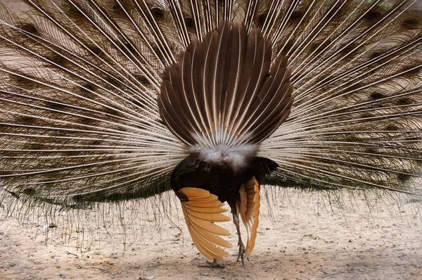 Back Side Peacock Spreading Its Wings Feathers — Stock Photo, Image