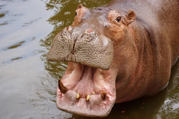 Hippopotamus Water Opening Its Mouth Stock Picture