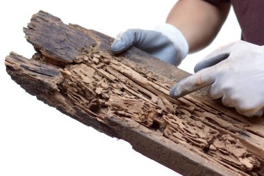 Hand of a carpenter pointing at a wood plank destroyed by termites isolated on white                                  clipart