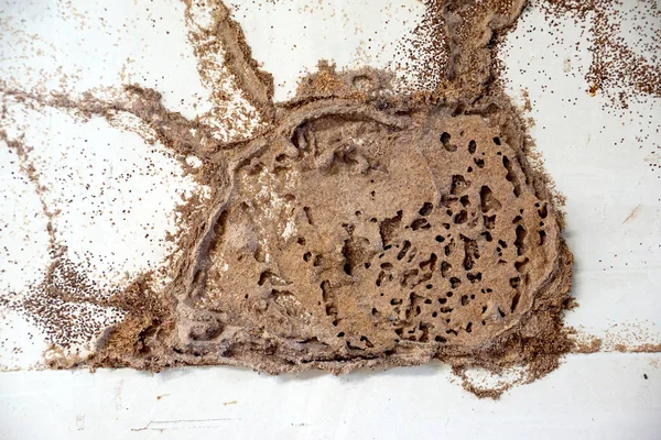 Une Planche Bois Détruite Par Les Termites — Photo