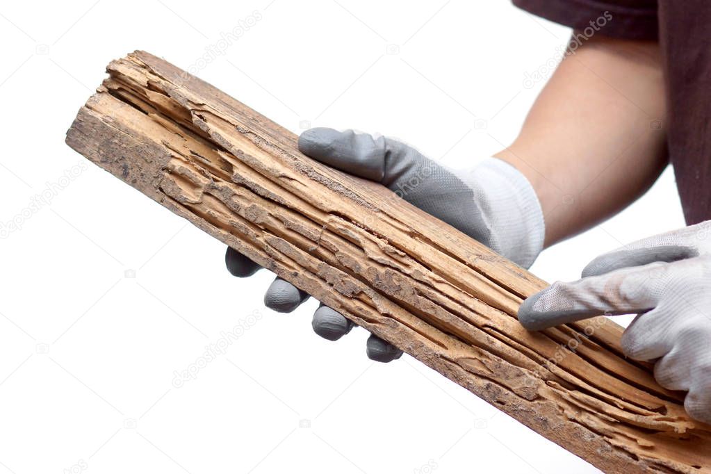 Hand of a carpenter pointing at a wood plank destroyed by termites isolated on white                                 