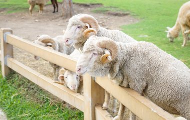 Çiftlikteki Merino koyunu