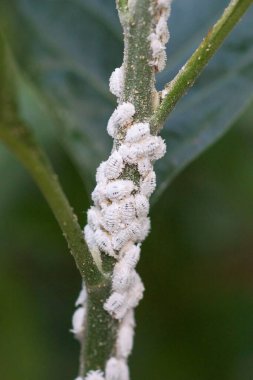 Pest - Dut ağacının üzerinde Planococcus citri