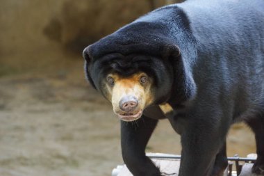 Malayan sun bear (Helarctos Malayanus) clipart