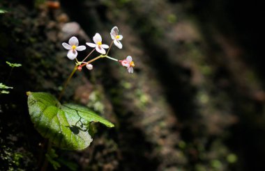 Kayaların üzerinde büyüyen Begonya / Begonia demissa Craib (Begoniaceae)