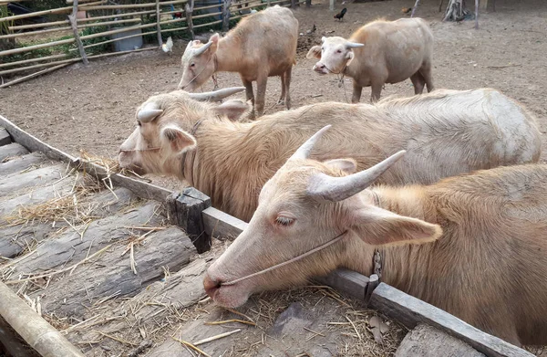 Albino Búfalos Água Comendo Grama Seca — Fotografia de Stock