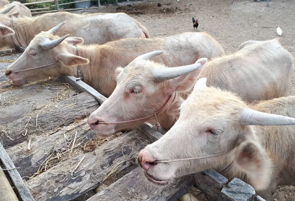 Búfalos Agua Albinos Comiendo Hierba Seca —  Fotos de Stock