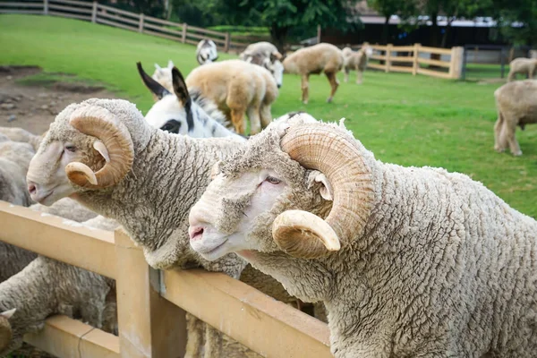 Merino Sheep Farm — Stock Photo, Image