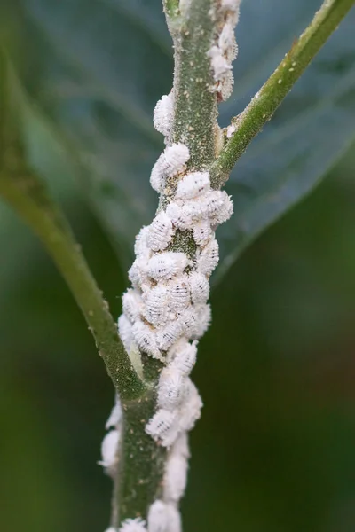 Schädling Planococcus Citri Auf Dem Maulbeerbaum — Stockfoto