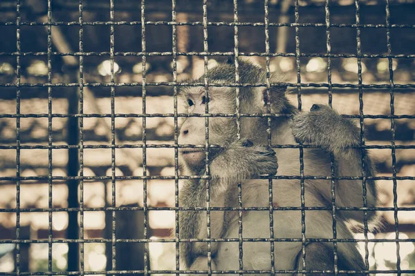 Monkey staying in the cage / Animal rights concept