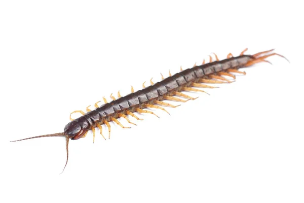Centipede Geïsoleerd Witte Achtergrond — Stockfoto