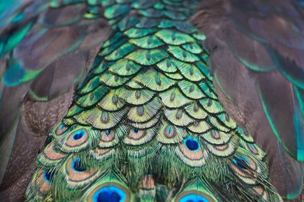 Back Side Peacock Feather — Stock Photo, Image