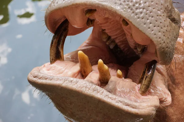 Closeup of a mouth and teeth of a hippopotamus