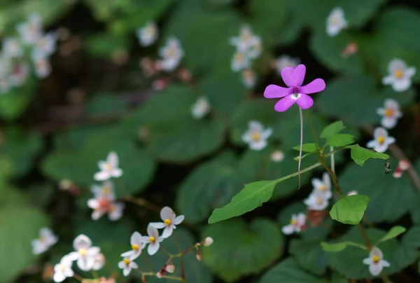 Mooie Roze Bloemen Tuin — Stockfoto