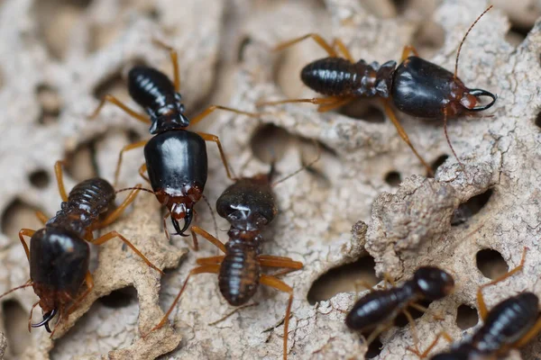 Kavramında Tahtaları Tahtadan Tahrip Eden Karıncalar Termit Problemi — Stok fotoğraf