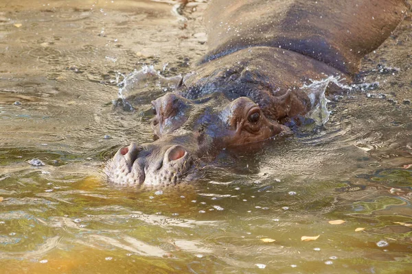 Hippopotamus Zwemmen Het Water — Stockfoto