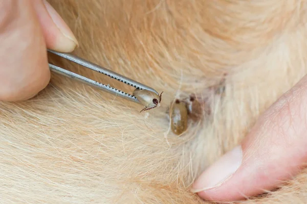 Αφαίρεση Τσιμπούρια Δάγκωμα Και Θηλάζουν Αίμα Από Σκύλο — Φωτογραφία Αρχείου