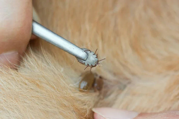 Χρησιμοποιώντας Λαβίδες Για Αφαιρέσετε Τσιμπούρια Από Σκυλί — Φωτογραφία Αρχείου