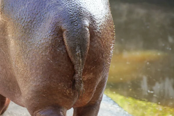 Sluiten Van Staart Van Een Nijlpaard — Stockfoto