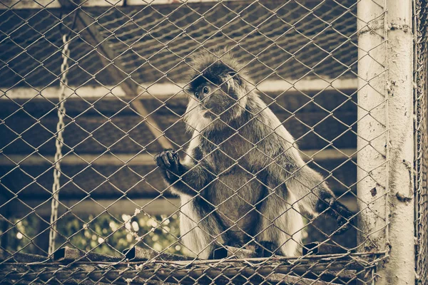 Macaco Que Fica Gaiola Conceito Direitos Dos Animais — Fotografia de Stock