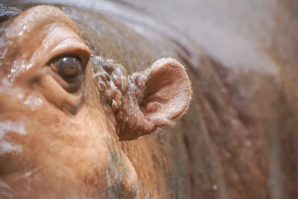 Closeup Ear Hippopotamus Royalty Free Stock Images