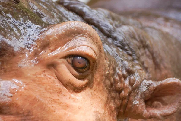 Closeup Eye Hippopotamus Stock Picture
