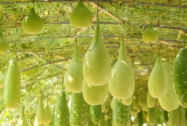 Evin tavanından sarkan su kabağı.