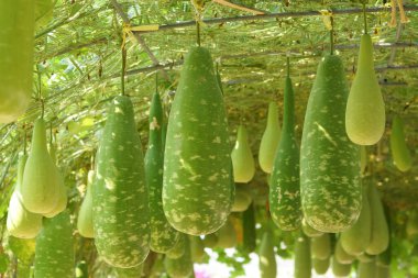 Evin tavanından sarkan su kabağı.