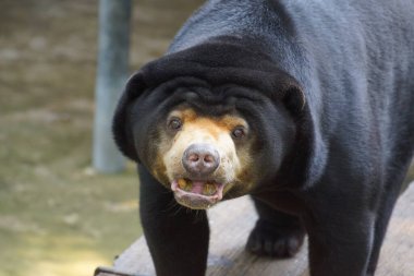 Malezya güneş ayısı (Helarctos malayanus)