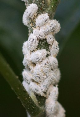 Pest - Planococcus citri Yakın çekim