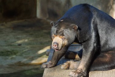 Malezya güneş ayısı (Helarctos malayanus)